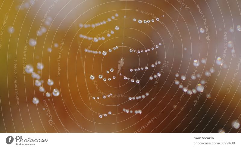 Nachbarschaften | Aufgezogen und Aufgereiht Netzwerk hauchdünn Tautröpfchen Glanz filigran Perlenkette tautropfen Außenaufnahme Spinnennetz rund Sträucher