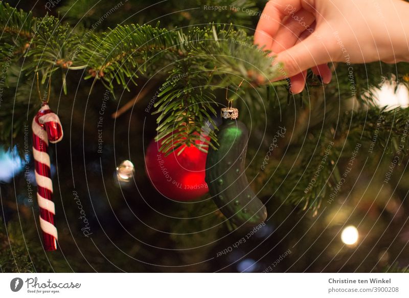 Eine Frauenhand hängt eine grüne Gurke aus Glas als Baumschmuck in den schon geschmückten Weihnachtsbaum Christbaumschmuck Glasschmuck Weihnachtsschmuck