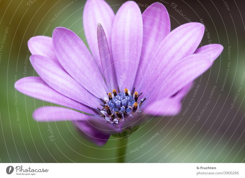 violette Blüte, Makroaufnahme Blume Pflanze Nahaufnahme Natur Blütenblatt Detailaufnahme Sommer schön Blühend Blatt Garten Schwache Tiefenschärfe