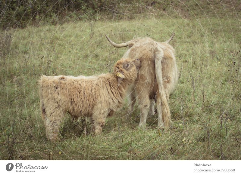 Schottisches Hochlandkälbchen schmust mit seiner Mama Schottisches Hochlandrind Nutztier Außenaufnahme Kuh Tierporträt Menschenleer Farbfoto Tag Fell Natur