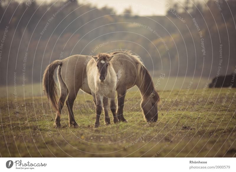 Ein  Konik-Ponyfohlen (Wildpferd) mit seiner Mutter Wildpferde Konikpferd Außenaufnahme Pferd Farbfoto Menschenleer Blick Wildtier Tierporträt wild natürlich