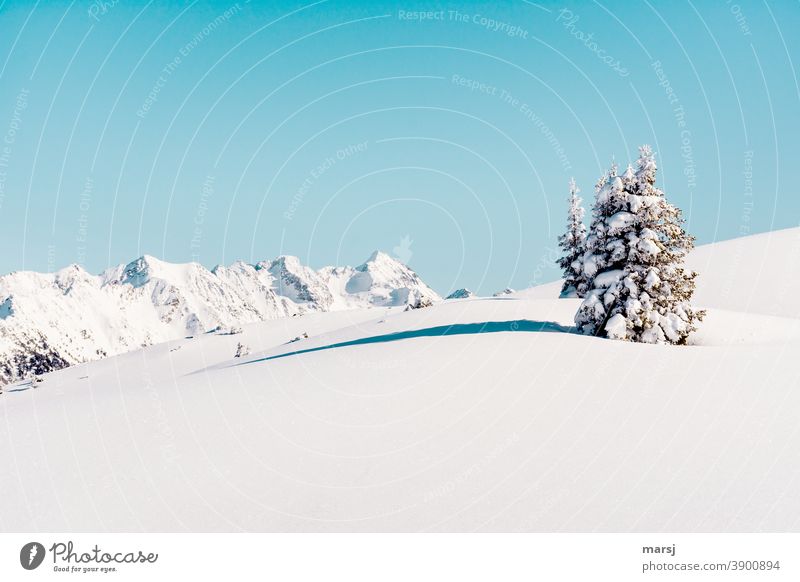 Weihnachtsstimmung auf den Bergen Winterwunderland Winterzauber Alpen unberührt Schneefeld Schneebedeckte Gipfel Blauer Himmel Schneelandschaft einzigartig