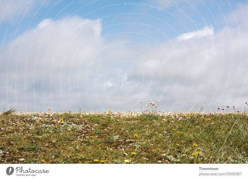 Blumenböbbelchen vor weitem Hintergrund Blüten Böbbelchen Gräser grün Hügel Himmel Wolken Schönes Wetter Dänematk Weite blühen Natur Urlaub Menschenleer