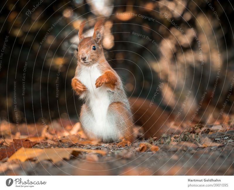 Nahaufnahme von einem aufrecht sitzenden rotbraunen Eichhörnchen, das auf dem Waldboden sitzt und in die Kamera blickt. Stufe rotes Eichhörnchen Nagetier