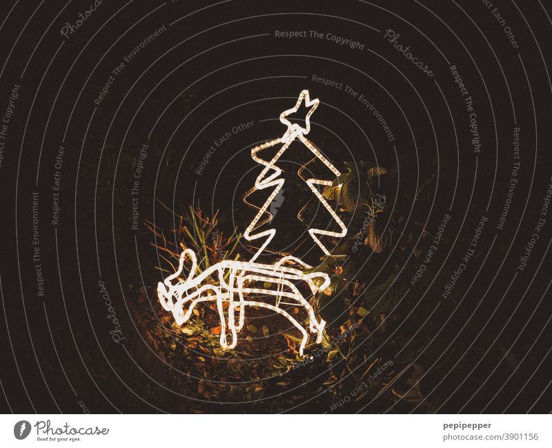 leuchtendes Rehkitz hinter leuchtenden Weihnachtsbaum 2 Tannenzweig Stern (Symbol) Weihnachtsstern Weihnachten & Advent Weihnachtsdekoration
