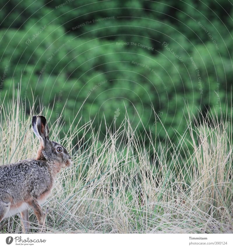 Montagshase, verspätet. Umwelt Natur Pflanze Tier Dünengras Wildtier Hase & Kaninchen 1 hören Blick einfach natürlich violett Osterhase Farbfoto Außenaufnahme