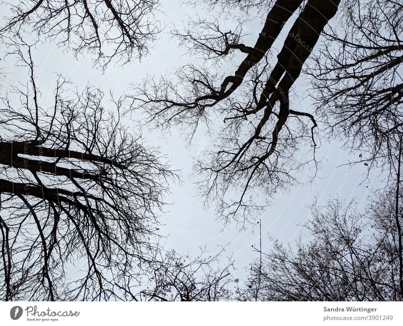 Kahle Baumkronen im Winter vor blauem Himmel Winterstimmung karg kahl kahle Bäume himmelblau Muster Blick nach oben Wald draußen Natur Außenaufnahme Umwelt