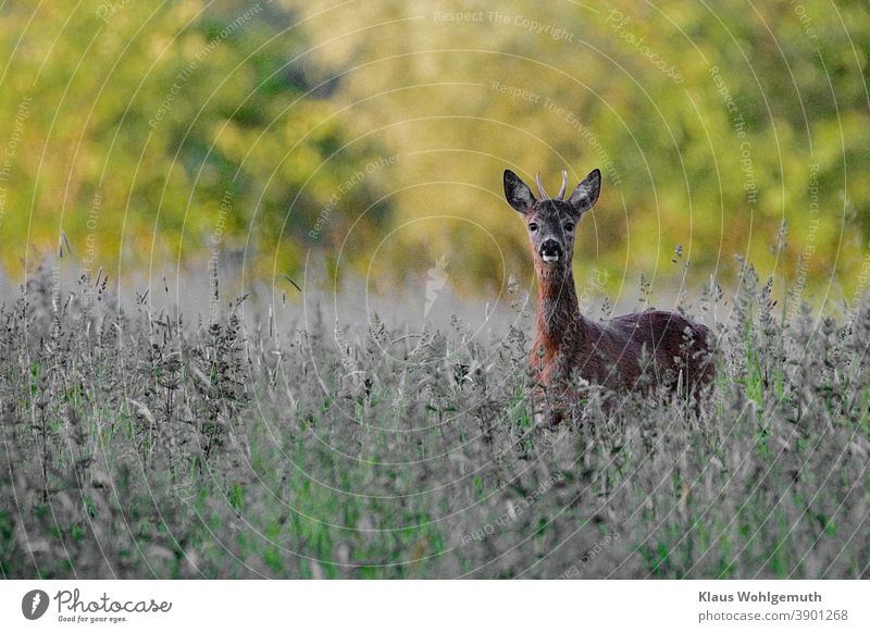 Junger Rehbock auf einer Waldwiese hat den Fotografen entdeckt. Jagd Wiese Sommer menschenleer braun grün grau gras Gehörn Fell sichern beobachten Augen