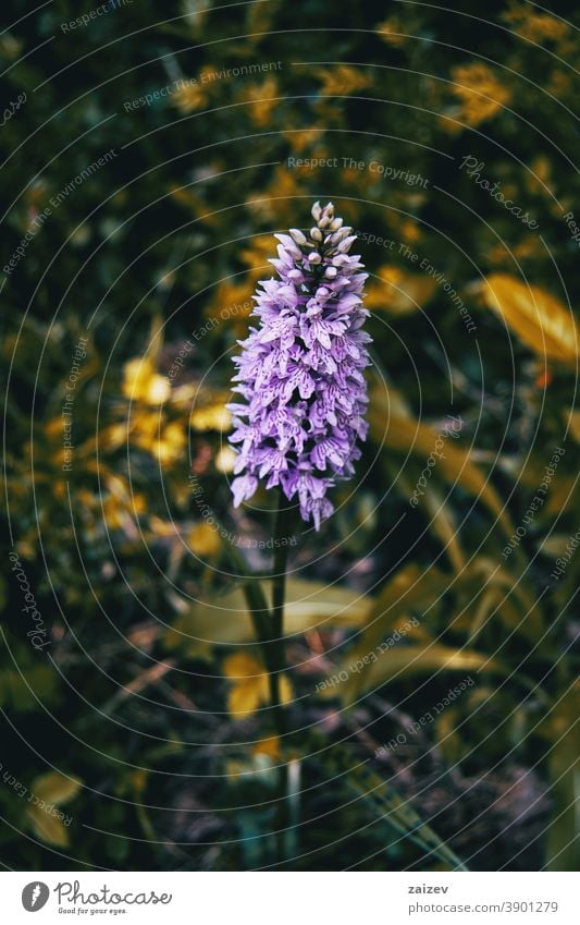 fliederfarbene Dactylorhiza-Blüte Farben Menschengruppe gefährdet Harmonie Ruhe Einheit Vitalität gepunktet selten filigran gefleckt magenta violett ornamental