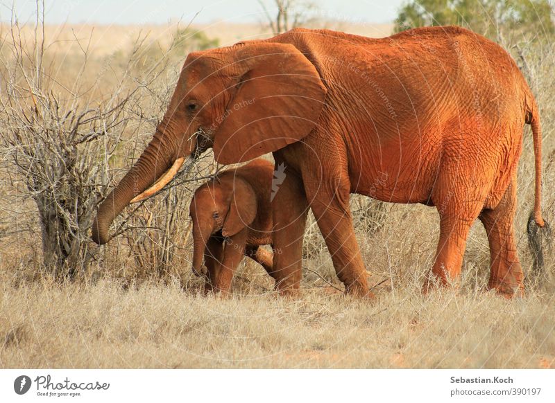 Mother and son Natur Pflanze Tier Sand Dürre Gras Sträucher Afrika Wüste Savanne Kenia Nationalpark Steppe Nutztier Wildtier Tiergesicht Elefant Elefantenbaby