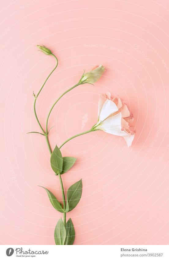Schöne rosa Eustoma-Blüte, Lisianthus mit grünen Blättern. Rosa blumiger Hintergrund. Vertikaler Schnitt. eustoma Lysianthos geblümt vertikal romantisch