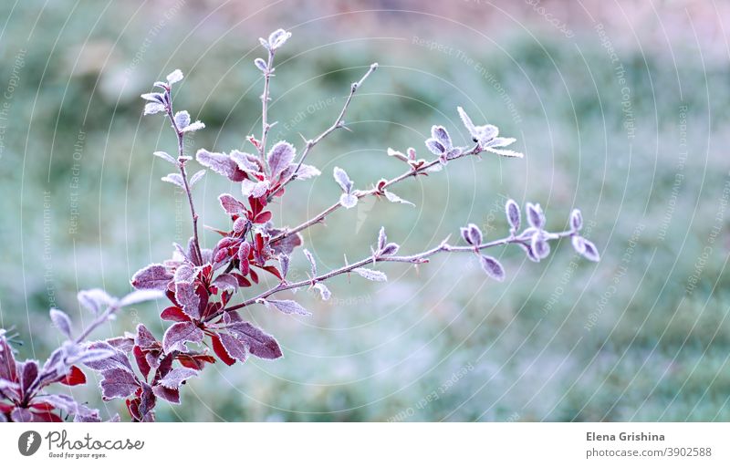 Rauhreif auf roten Blättern der Berberitze, Berberis. Erste Fröste. Früher Winter. Frost Blatt berberis gefroren berberis thunbergiii natürlich Hintergrund