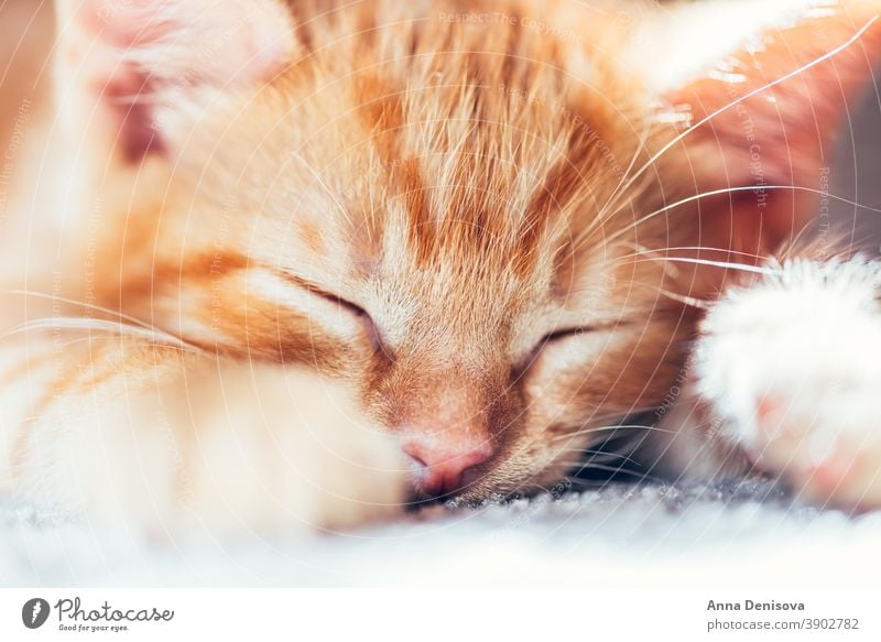 Süßes Ingwer-Kätzchen schläft Katzenbaby niedlich sich[Akk] entspannen Sonne Haustier Baby heimwärts gemütlich Komfort aussruhen fluffig schlafen bezaubernd