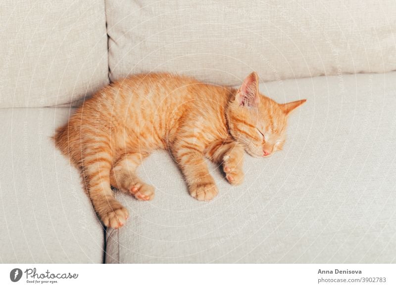 Süßes Ingwer-Kätzchen schläft Katzenbaby niedlich sich[Akk] entspannen Decke Haustier Baby heimwärts gemütlich Komfort aussruhen fluffig schlafen bezaubernd