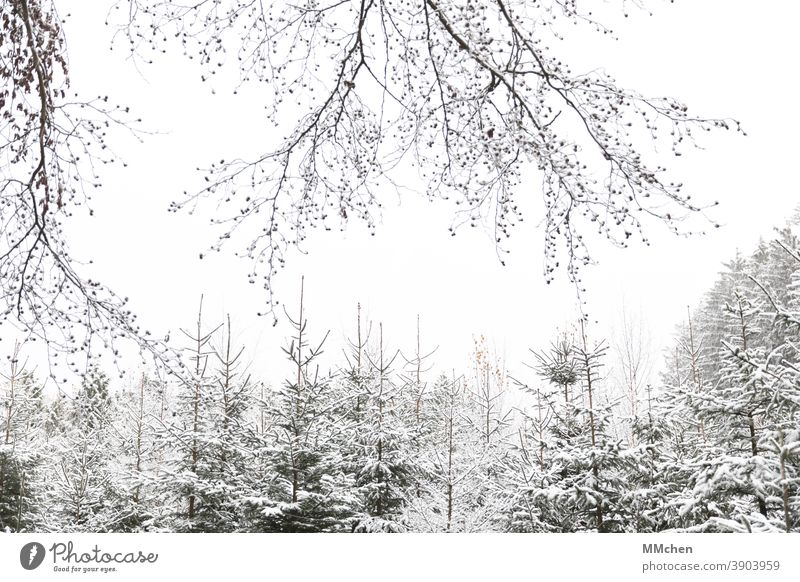 Verschneite Nadelbäume im Wald Weihnachten & Advent Tannenbaum Nadelbaum Schnee Winter weiß kalt weihnachtlich Tradition Fichte Plantage Natur Weihnachtsbaum