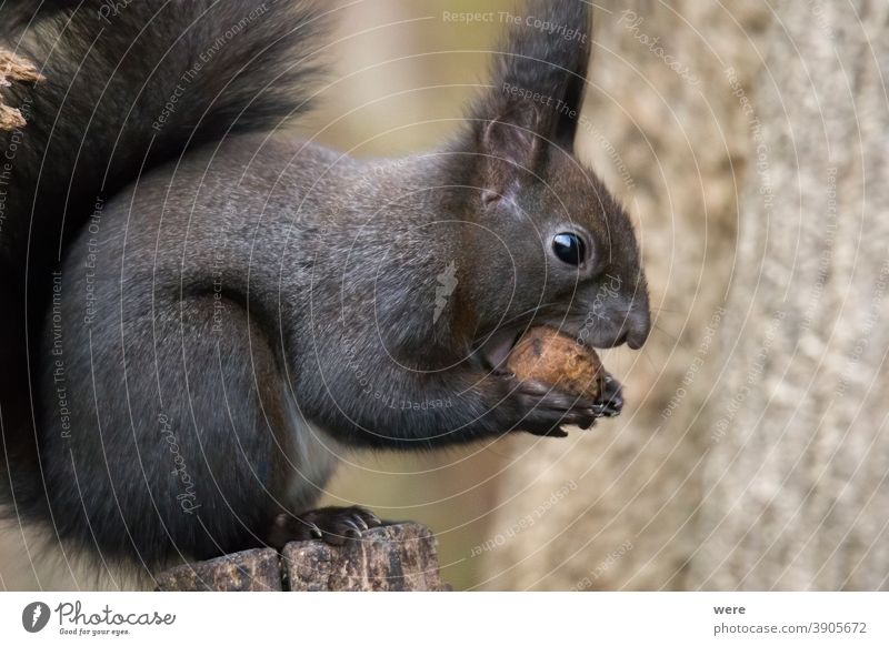 Europäisches Braunes Eichhörnchen in frisst eine Nuss auf einem Ast im Wald Hintergrund Sciurus vulgaris Tier Niederlassungen Textfreiraum kuschlig
