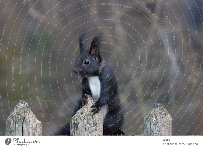 Braunes Eichhörnchen im Winterfell, das über den Zaun schaut Hintergrund Europäisches Braunes Eichhörnchen Sciurus vulgaris Tier Ast Niederlassungen