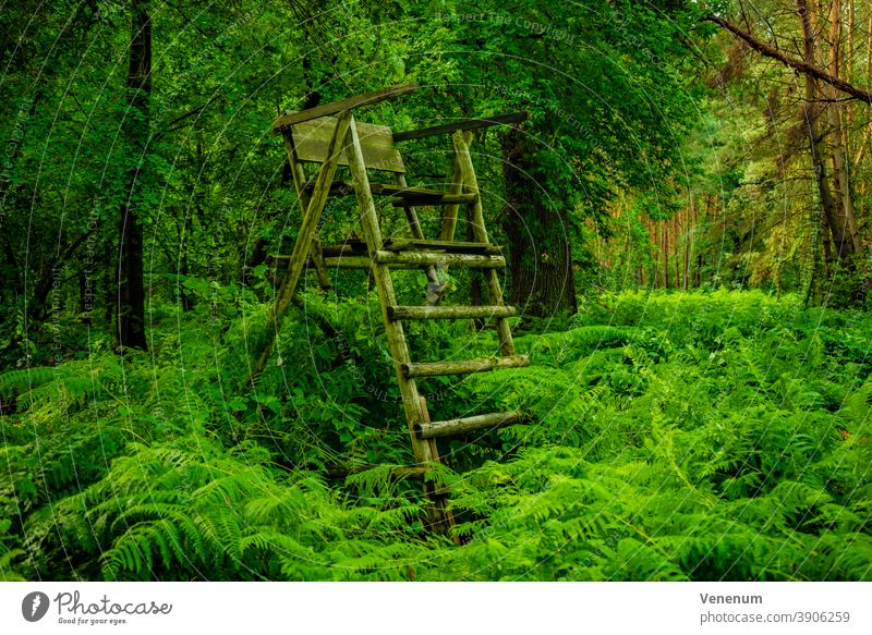 Wald im Sommer , mit einem Hochsitz für Jäger Wälder Baum Bäume Waldboden Bodenanlagen Unkraut Bodenbewuchs Kofferraum Rüssel Baumstämme Natur Landschaft