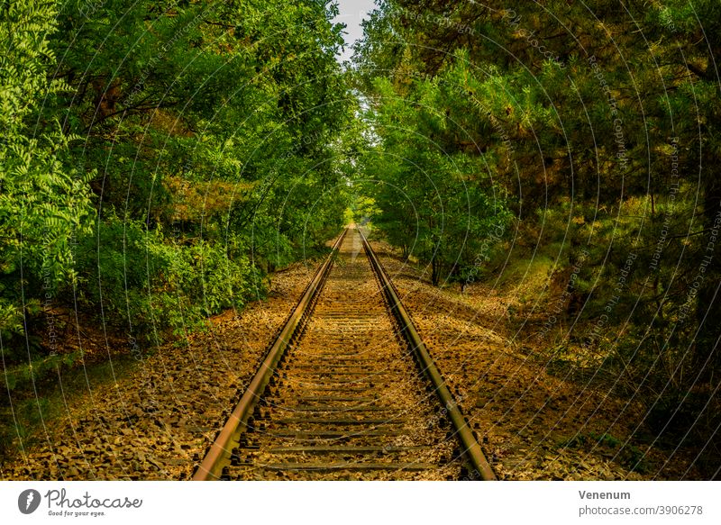 alte ungenutzte Bahngleise in der Nähe von Luckenwalde Gleisbett Schienen Eisenbahn bügeln Rust Eisenbahnschwellen Wald Wälder Baum Bäume schwarz und weiß