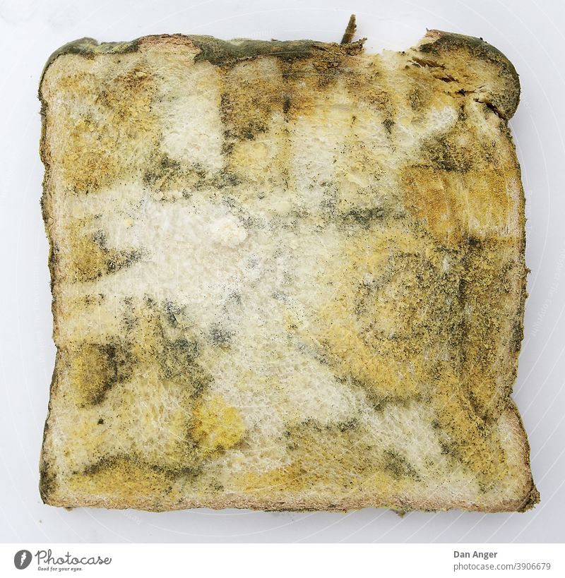 Verschimmeltes Toastbrot Schimmel toast toastbrot verschimmelt Lebensmittel verdorben
