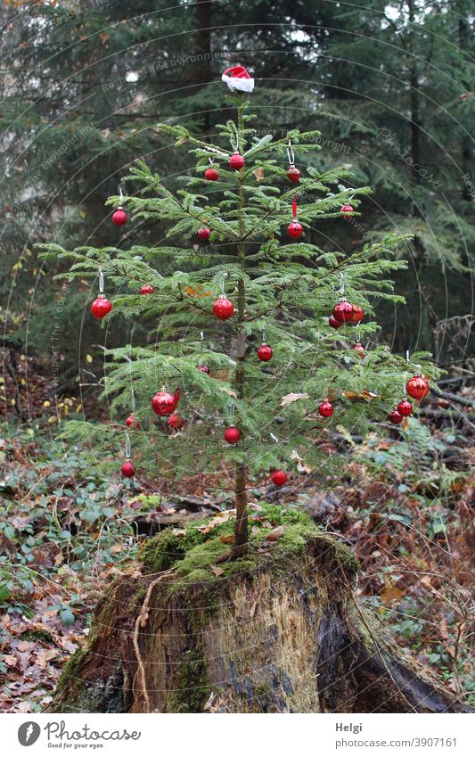 Weihnachten im Wald - mit roten Kugeln geschmückter kleiner Tannenbaum, der im Wald auf einem Baumstamm wächst Advent weihnachtlich wachsen Natur Umwelt