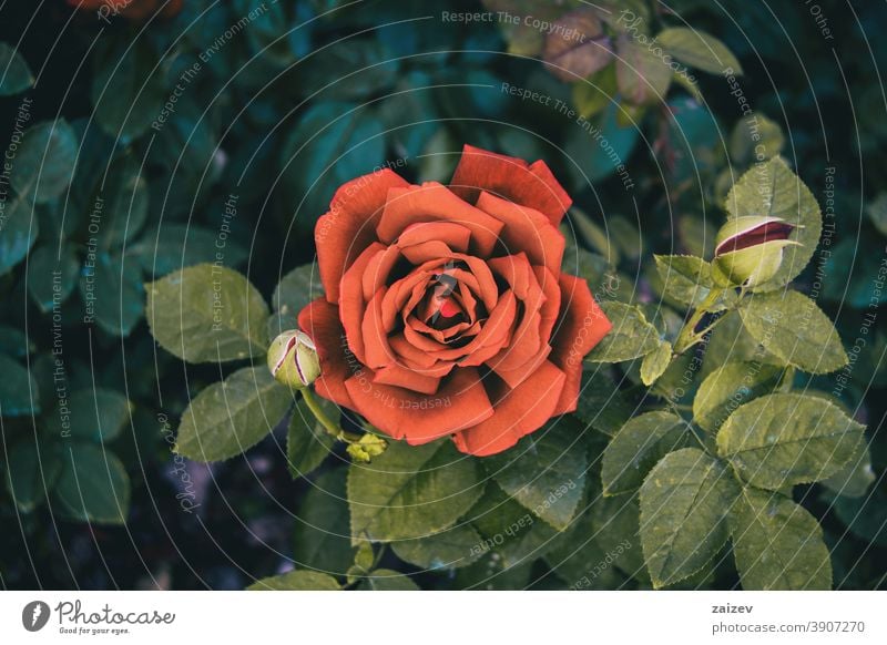Makro einer geöffneten roten Rose Roséwein Blume Blüte blühte geblümt gedeihen ornamental Gärten Schnittblumen wirtschaftlich Duftwasser essbar Vitamin