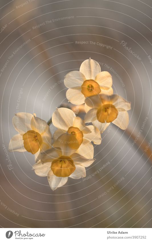 Frühlingserwachen - Lichtdurchflutete Blüten der Narzissen Design harmonisch Erholung ruhig Meditation Dekoration & Verzierung Tapete Bild Postkarte Ostern