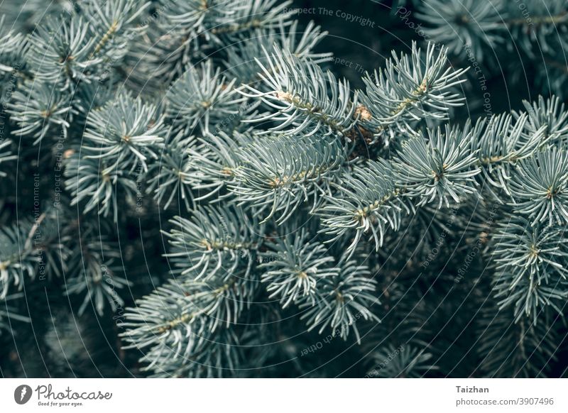Nadeln an den Zweigen in Nahaufnahme. Zweig Blaufichte im natürlichen Hintergrund blau Dekoration & Verzierung dekorativ Detailaufnahme Immergrün Tanne Natur