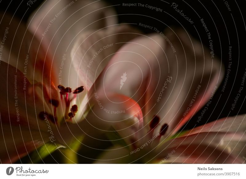 Geranie Pelargonium Makro Storchschnabel pelargonium peltatum Blume Farbfoto Außenaufnahme Menschenleer Tag rosa Schwache Tiefenschärfe Nahaufnahme Blüte