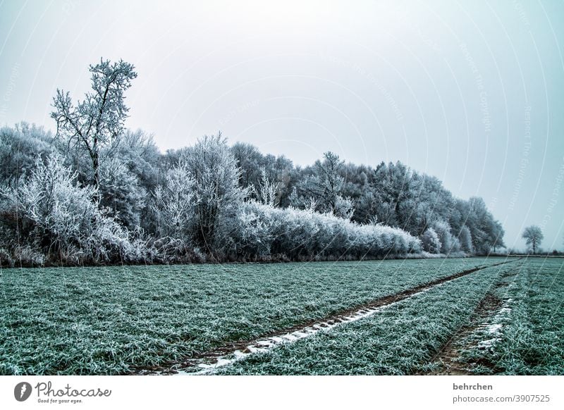 …und dann war winter Winterwald Winterstimmung Heimat Acker Landwirtschaft Winterspaziergang Wintertag Märchenhaft Märchenwald wolkenverhangen Nebel Farbfoto