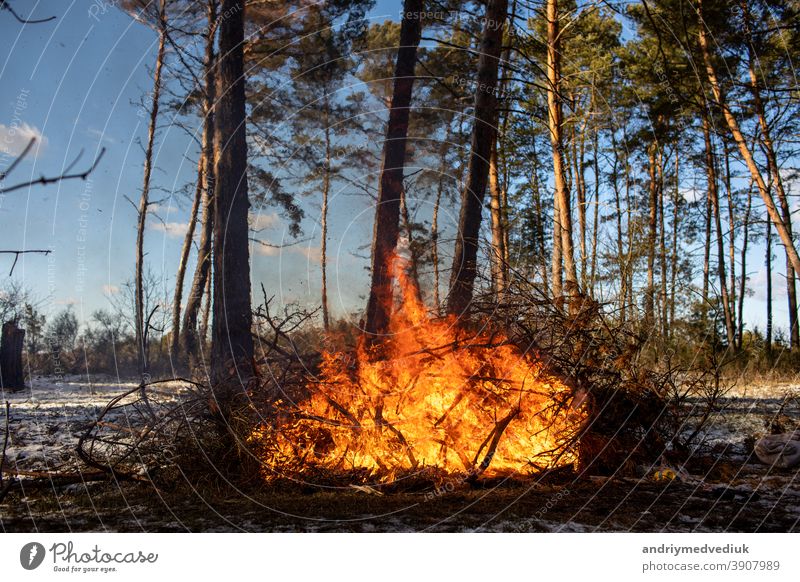 große Lagerfeuer oder Lagerfeuer, die an sonnigen Tagen im Winterwald brennen. Feuer in der Natur. Holz Flamme Feuerstelle Wald Tourismus Brand behüten