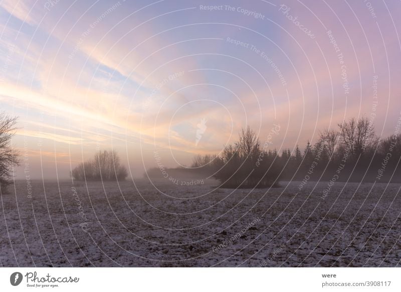 Sonnenaufgang über verschneiter Wiese hinter Busch mit Bodennebel im Winter Cloud kalt farbenfroh bunte Wolken Textfreiraum Nebel Landschaft Morgen Morgennebel