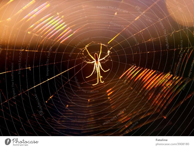8 Beine können auch schön aussehen - oder eine Spinne hängt in der Mitte ihres Netzes, während im Hintergrund die Sonne versinkt Makroaufnahme Nahaufnahme