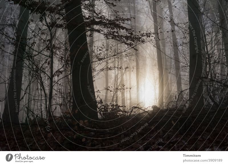 Nebelwald - die Sonne zeigt sich Wald Sonnenlicht Baum Herbst Winter kalt dunkel hell Umwelt Nebelschleier leuchten Menschenleer Stimmung