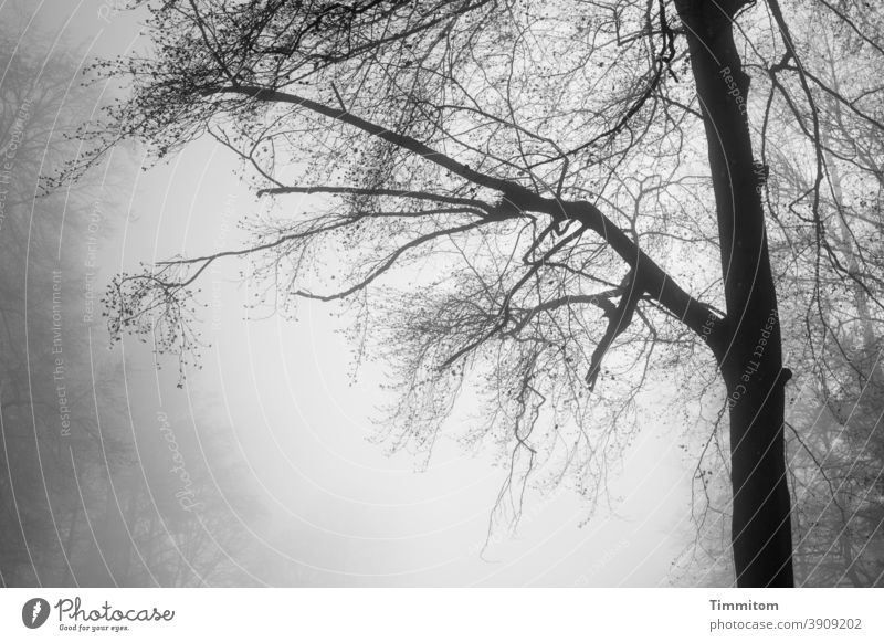 Nebelwald - es wird langsam heller Wald Baum Äste kahl Natur Herbst Winter Menschenleer kalt Umwelt Nebelschleier Schwarzweißfoto