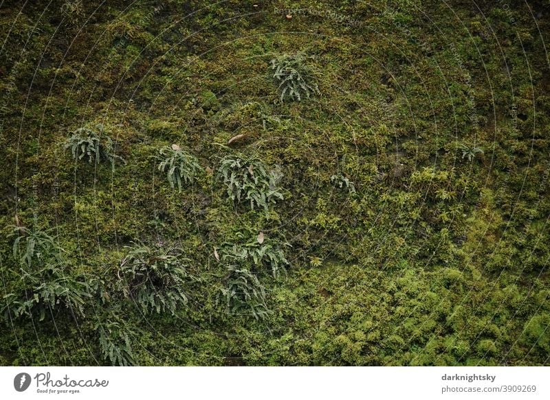 Moose, Flechten und Farne an einer Mauer in Nähe eines Flusses Wand Begrünung Ökologie Umwelt Natur Grüne Fassade Fassadenbegrünung Ur Urwüchsig Weich Boden
