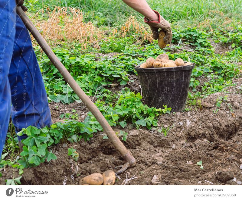 Mann erntet Kartoffeln mit der Hand. Landwirtschaft. Ackerbau Ernte abholen herausnehmen Korb ländlich Bauernhof Knolle Lebensmittel Zutaten Menschen organisch