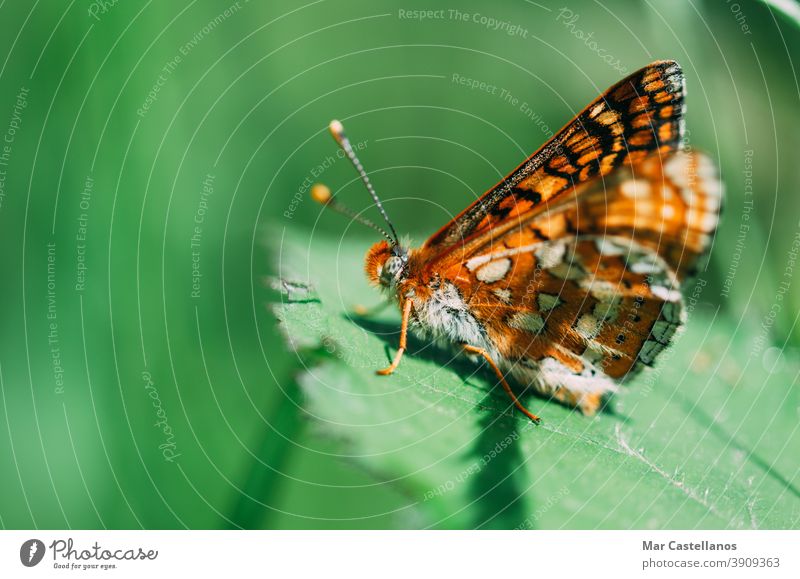 Vanessa cardui. Bunter Schmetterling auf einem Blatt sitzend. Selektiver Fokus auf Makrofotografie. Natur Fauna unscharfer Hintergrund Farben hautnah Tiere