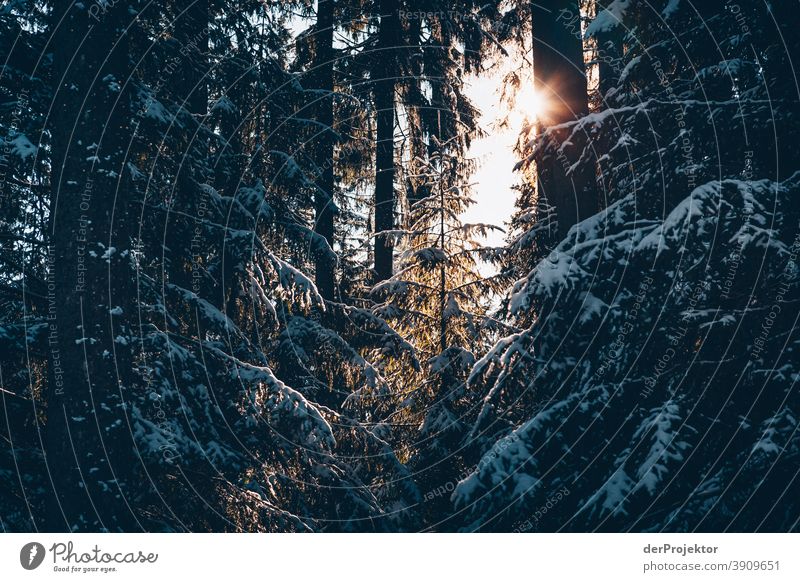 Schneebedeckte Nadelbäume mit Sonne im Harz II Joerg Farys Nationalpark Naturschutz Niedersachsen Winter harz naturerlebnis naturschutzgebiet naturwunder