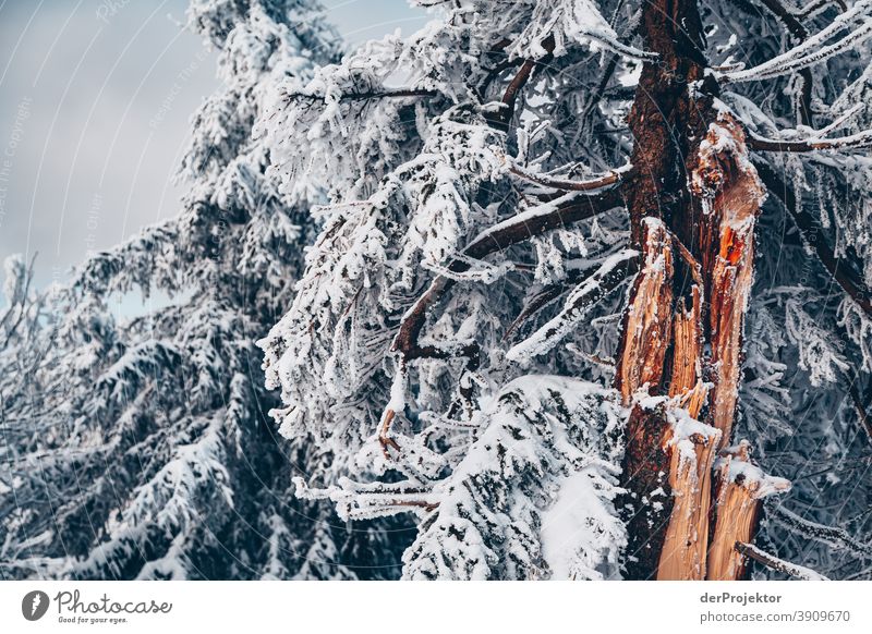 Schneebedeckte Nadelbäume im Harz Joerg Farys Nationalpark Naturschutz Niedersachsen Winter harz naturerlebnis naturschutzgebiet naturwunder sachsen-anhalt