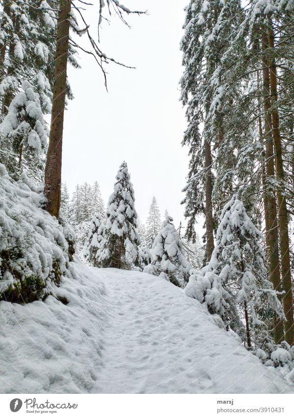 Frisch verschneiter Wald, Adventszauber Wintertag Winterzauber winterlich Schnee Fichtenwald Wanderwege Spazierweg Landschaft Frost Winterwald Winterurlaub