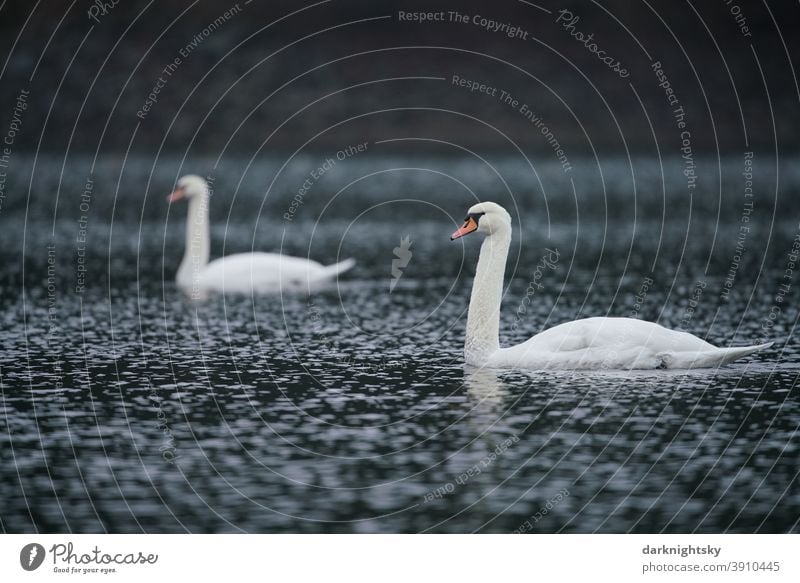 Zwei weiß gefiederter erwachsene Schwäne auf einem See (Cygnus olor), Paar Tierporträt Morgen Textfreiraum rechts Außenaufnahme Gefühle Tierliebe weich grau