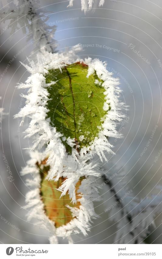 Blatt im Raureif kalt Winter grün gefroren Baum Schneelandschaft Kristallstrukturen Frost Eis Makroaufnahme Natur