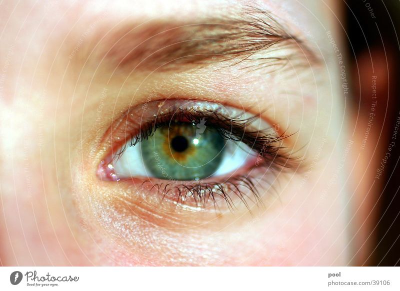 Kim Pupille Wimpern grün Augenbraue Schminke Frau Nahaufnahme Blick Regenbogenhaut Gesichtsausdruck Mensch Augenlicht Detailaufnahme