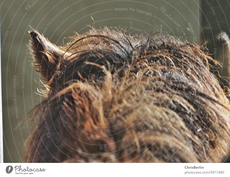 Pferdekopf mit Mähne Ohren braun Natur Farbfoto Ponys Fell Tier von hinten