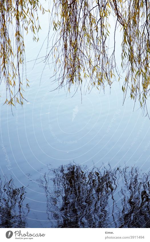 Nachbarschaften | Spieglein weide trauerweide äste hängen spiegeln Spiegelung wasser reflektieren schatten fusselig baum zweige ast Spiegelbild nass feucht