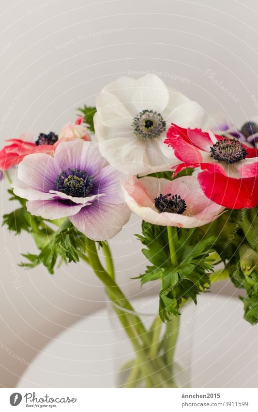bunter Mohn in einer Glasvase die auf einem weißen Tisch steht Blumen Blüten Natur grün Garten Frühling Sommer schön Blühend Menschenleer Farbfoto natürlich