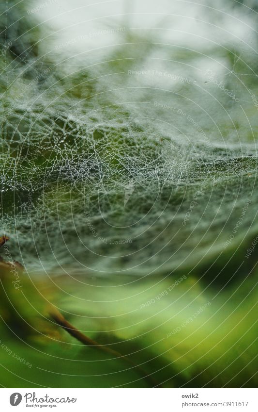 Doppelter Boden Spinngewebe Spinnennetz klein unten Waldboden Makroaufnahme Gedeckte Farben festhalten versponnen Vernetzung Spinnfäden Grünpflanze