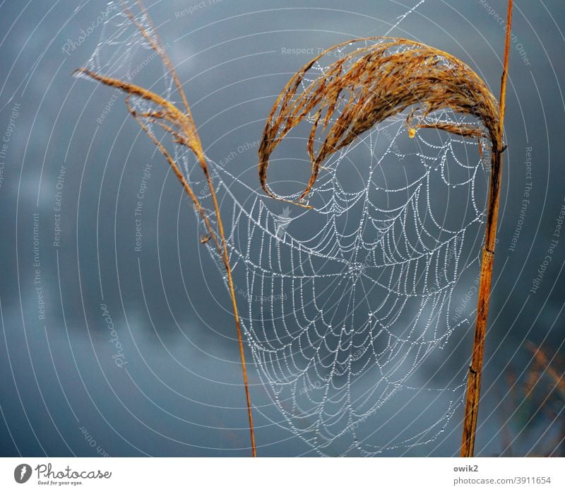 Status Quo Sträucher Spinnennetz Pflanze Natur Umwelt Spinngewebe dünn ruhig nah Netz Farbfoto Nahaufnahme Detailaufnahme Strukturen & Formen Menschenleer