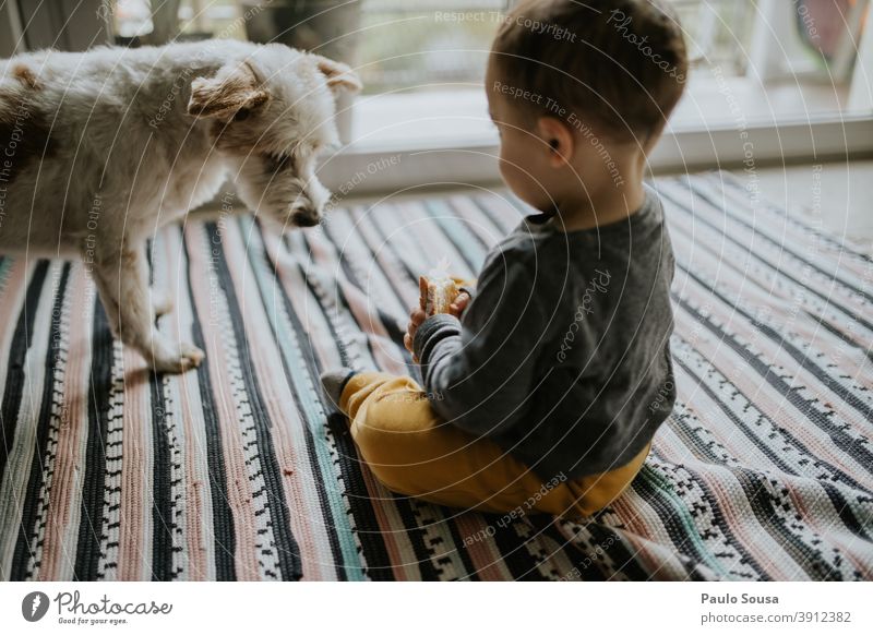 Kind spielt zu Hause mit Hund Kindheit Zusammensein Haustier authentisch Liebe Spielen Lifestyle niedlich Tier Freundschaft Farbfoto Tierliebe Tierporträt